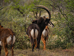 Hunt African Safaris