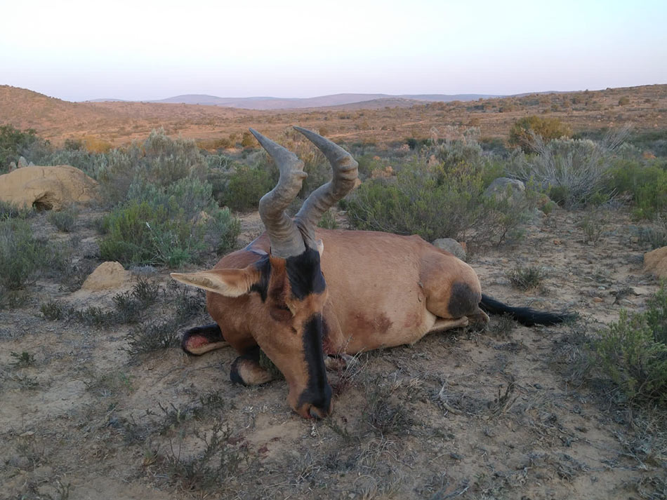 Red Hartebeest Bull