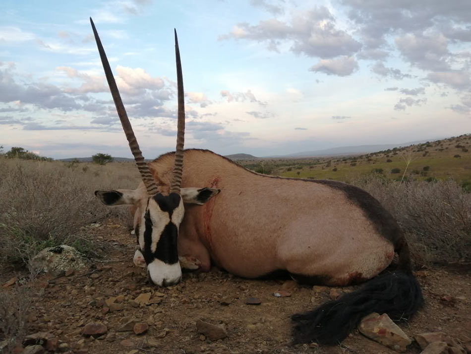 Gemsbuck Bull