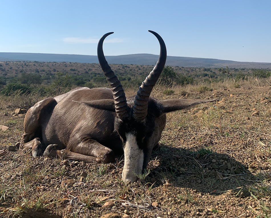 Black Springbuck Ram