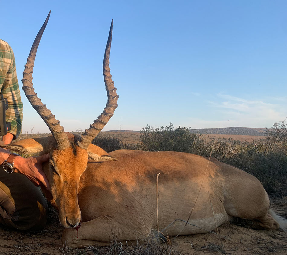 Impala Ram