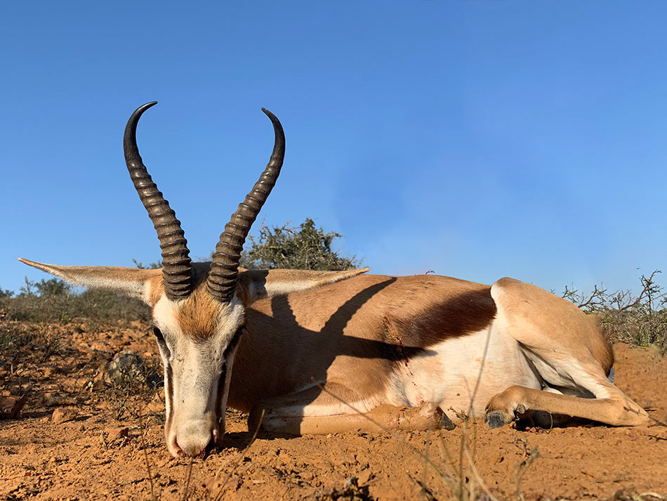 Common Springbuck Ram