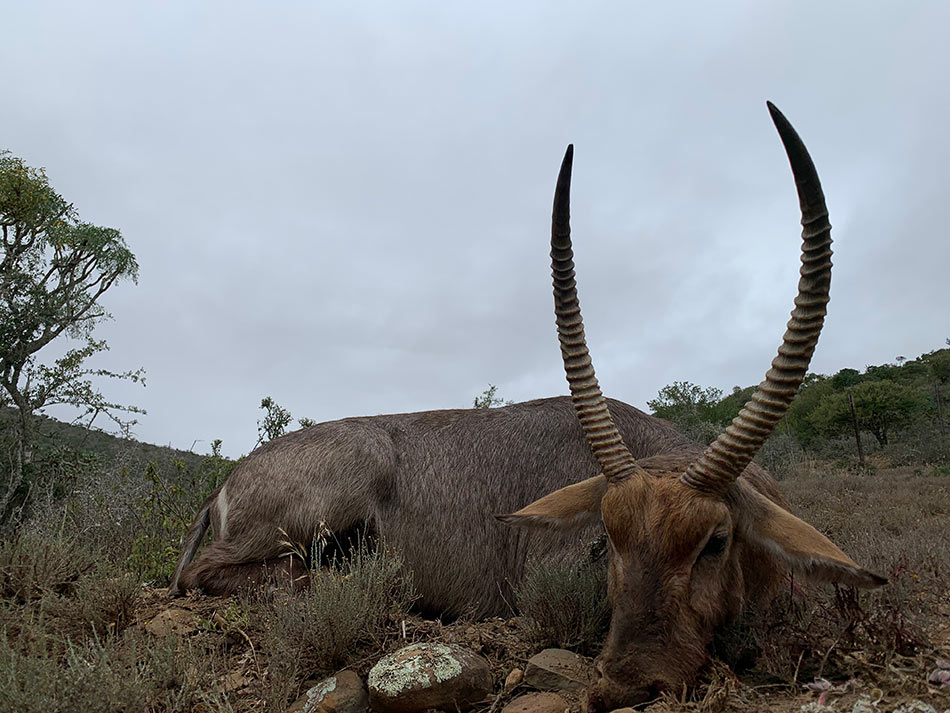 Waterbuck Bull