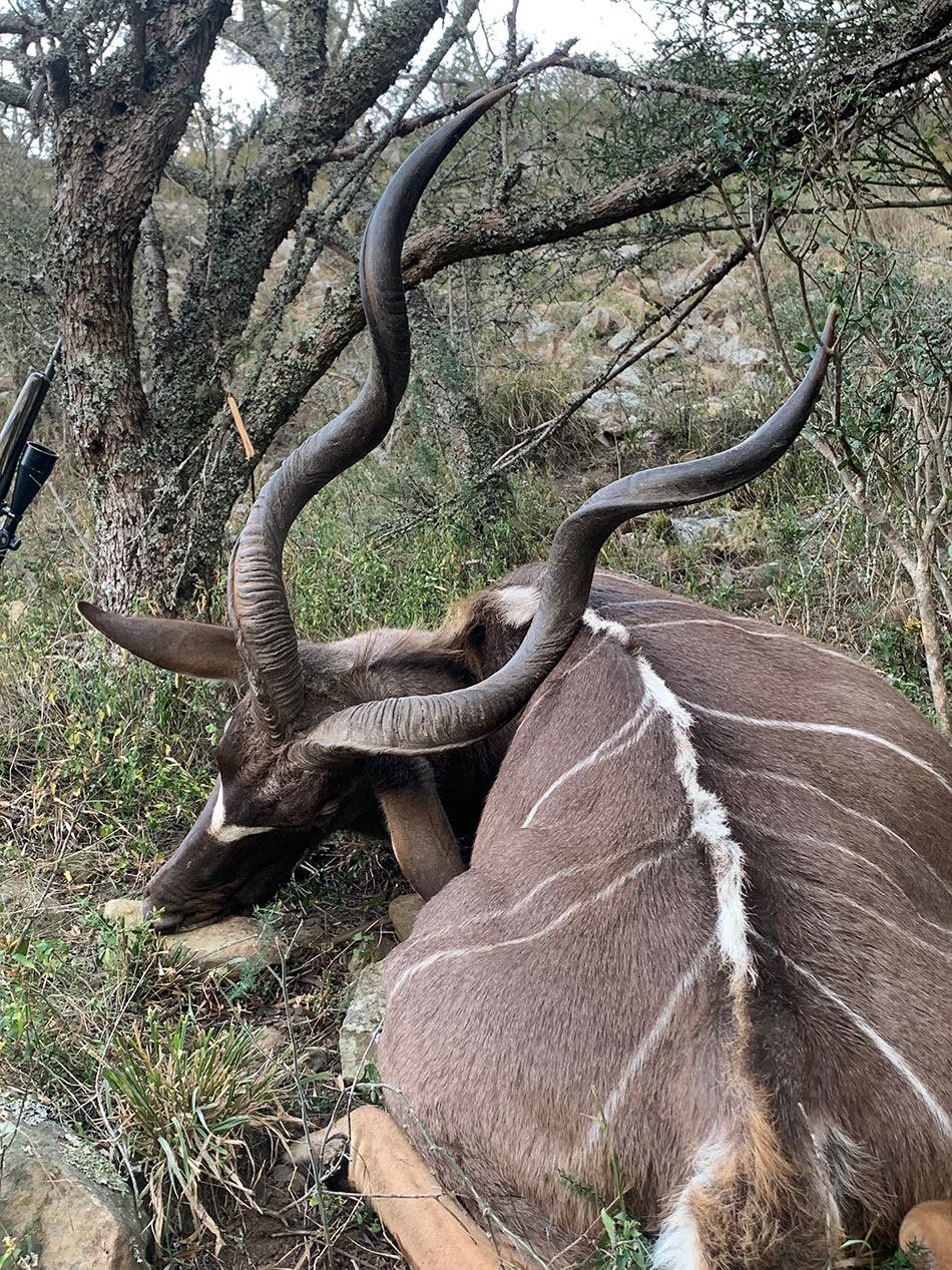 Kudu Bull