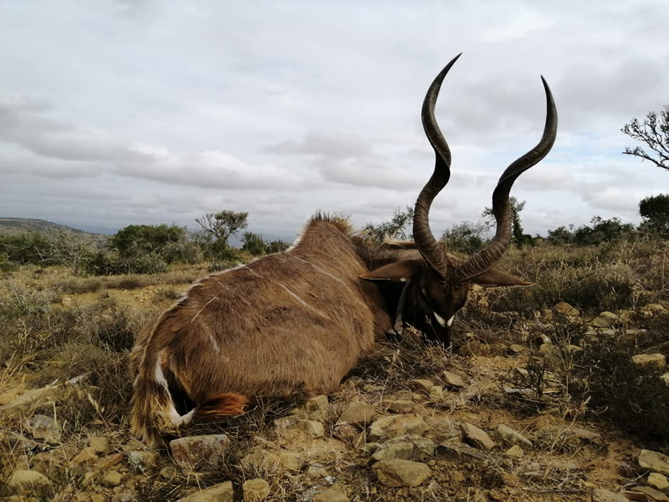 Kudu Bull