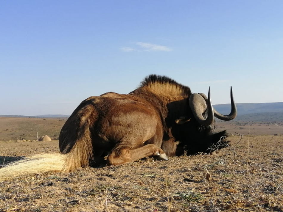 Black Wildebeest Bull