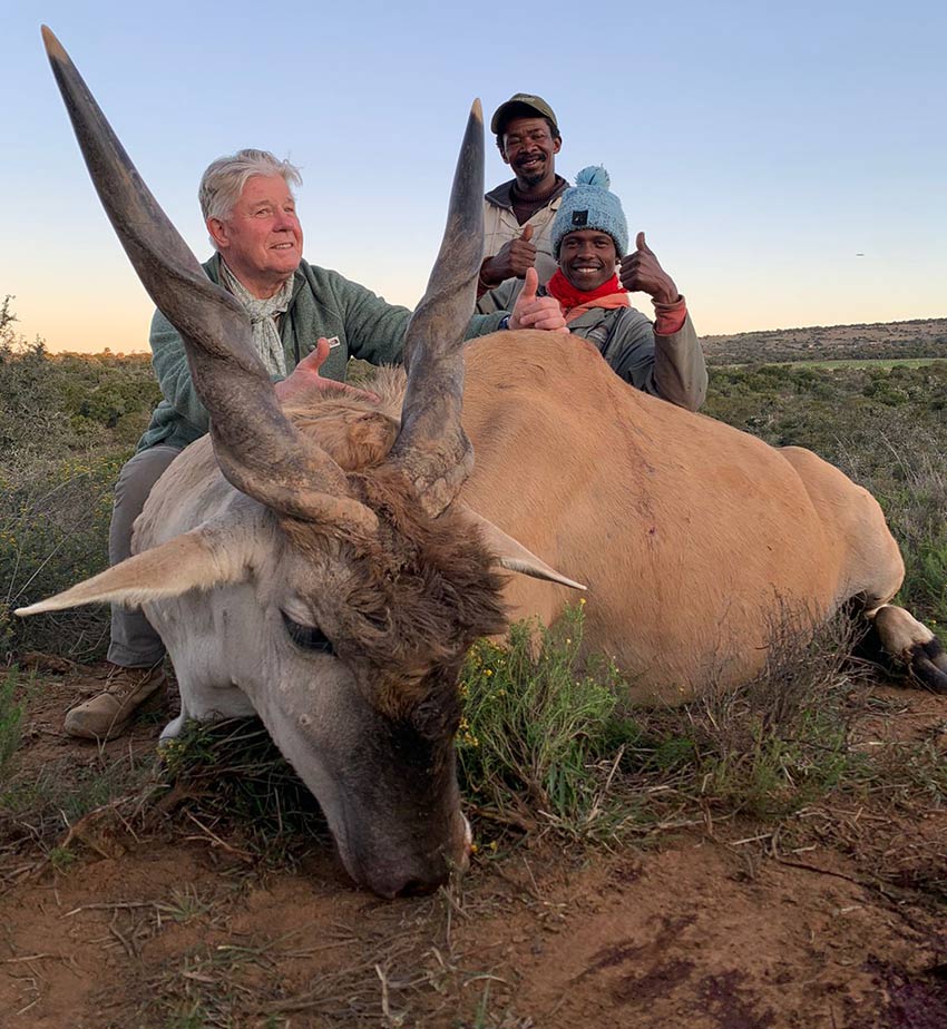 Eland Bull