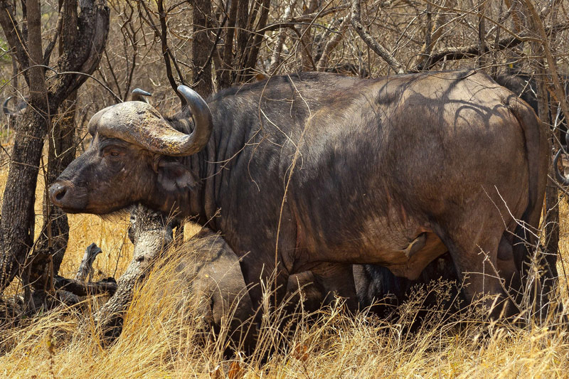 Eddy's elusive Cape Buffalo