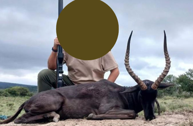 Black Impala trophy taken on a South African hunting safari