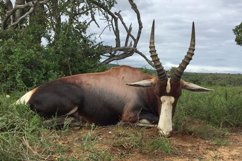 Bontebok Ram