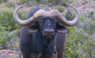 Cape Buffalo Hunting Package