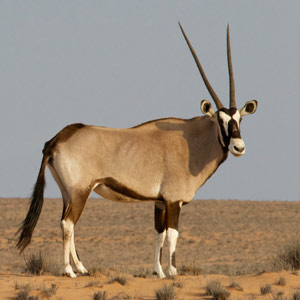 Oryx/Gemsbuck (Common)