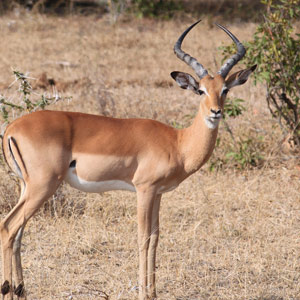 Impala (Common)