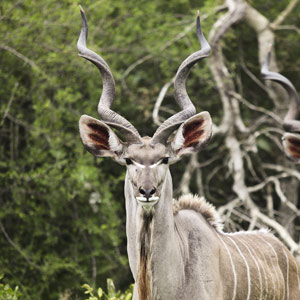 Kudu (Eastern Cape)