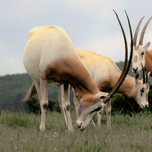 Oryx (Scimitar Horned)