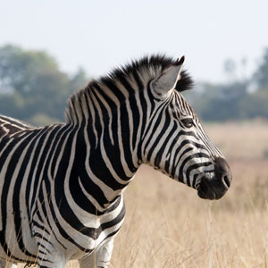 Zebra (Burchells)