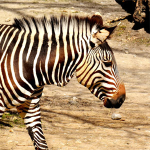 Zebra (Cape Mountain)